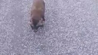 Иди сюда, не бойся! - смотреть видео (1:11)