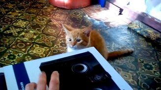 Рыжий котёнок в картонной коробке - смотреть видео (1:50)