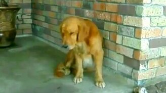 Не могу хочу спать - смотреть видео (0:48)