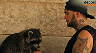 Совместная трапеза с енотом - смотреть видео (1:08)