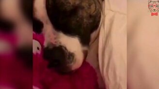 Пугающий кота собачий храп - смотреть видео (0:14)