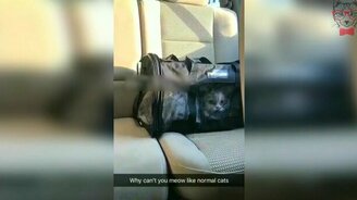 Кот странно мяукает - смотреть видео (0:09)