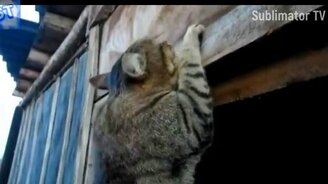 Качественные приколы с котами - смотреть видео (18:18)