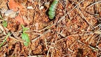 Ритмичная гусеница - смотреть видео (0:11)