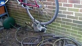 Еноты борются за колесо - смотреть видео (0:50)