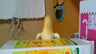 Попугай-рокер-барабанщик - смотреть видео (0:25)