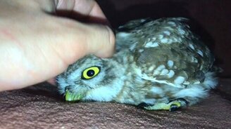 Нежности с сычом - смотреть видео (2:04)