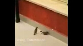 Воробей оживляет друга - смотреть видео (0:28)