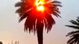 Самовозгорание пальмы - смотреть видео (1:07)