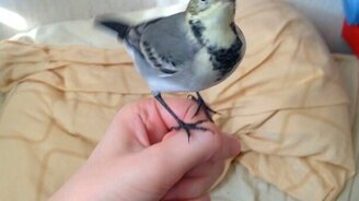 Дрессированная трясогузка - смотреть видео (0:35)