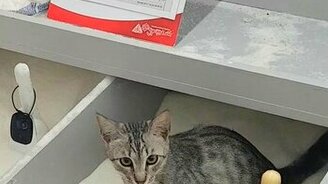 Кот везде найдёт лоток - смотреть видео (1:27)