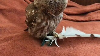 Сыч играет с пёрышком - смотреть видео (1:08)