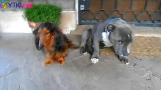 Кто съел тапок? - смотреть видео (1:13)