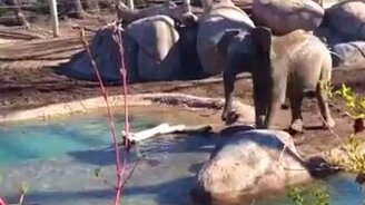 Слонёнок против гуся - смотреть видео (2:25)