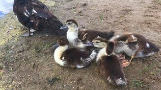 Утка со смелыми утятами - смотреть видео (0:54)