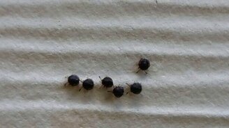 Магическое шествие жучков - смотреть видео (1:21)