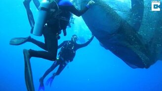 Освобождение китовых акул из сетей - смотреть видео (3:30)
