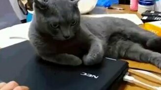 Кот присвоил ноутбук - смотреть видео (0:55)