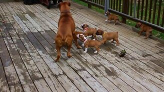 Щенята атакуют папаню - смотреть видео (2:00)