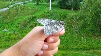 Гигантский мотылёк - смотреть видео (0:32)