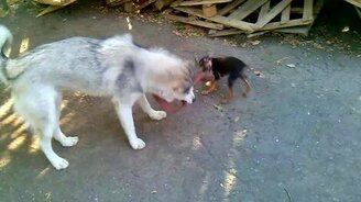 Хаски против той-терьера - смотреть видео (0:23)