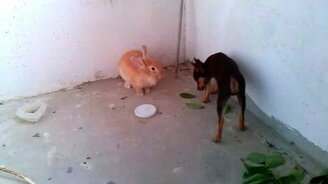 Той-терьерчик знакомится с кроликом - смотреть видео (0:35)