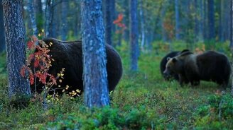 Как вести себя при встрече с диким зверем - смотреть видео (6:39)
