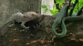 Змея спасла геккона - смотреть видео (3:55)