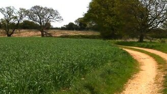 Резвая собака в поле - смотреть видео (0:45)