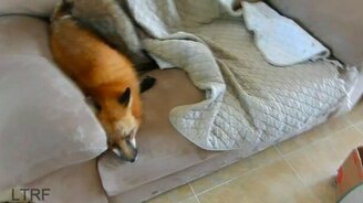 Лис резвится на диване - смотреть видео (3:57)