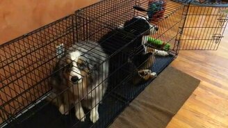 Сейчас на нас будут ругаться... - смотреть видео (0:40)