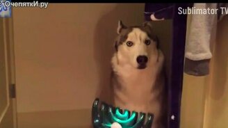 Приколы в главной роли с собаками - смотреть видео (12:16)