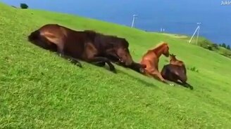 Лошадиный аттракцион на склоне - смотреть видео (0:30)