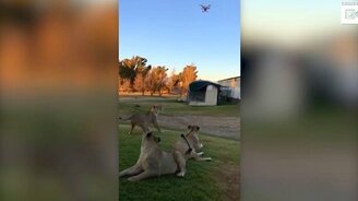 Львы преследуют дрон - смотреть видео (1:15)