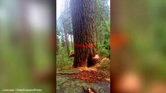 Побег от непредсказуемого ствола - смотреть видео (1:29)