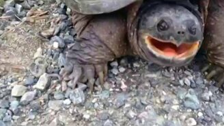 Опасная черепаха - смотреть видео (1:24)