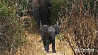 Слонёнок - защитник своей мамы - смотреть видео (0:53)