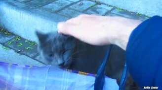 Игривый уличный котик - смотреть видео (4:20)