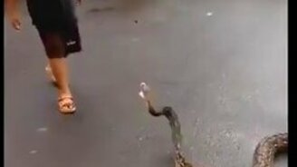 Маленький укротитель змеи - смотреть видео (0:41)