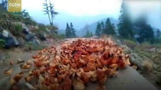 Курочки, обедать! - смотреть видео (0:38)