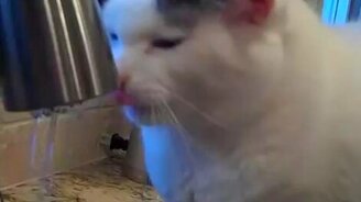 Самостоятельное умывание кота - смотреть видео (0:42)