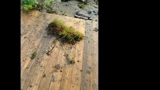 Северная реакция на близкую молнию - смотреть видео (1:29)