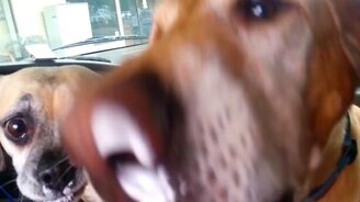 Питомцы тоже обожают мороженое - смотреть видео (2:19)