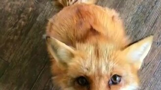 Разговорчивая лиса - смотреть видео (0:22)