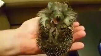 Наелся и расслабился - смотреть видео (1:37)