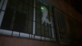 Дождь - лучшая мотивация для кошек - смотреть видео (0:56)