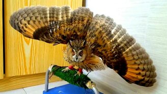 Угрожающе красивая сова - смотреть видео (0:36)