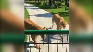 Встреча с львицами, которых выкормила - смотреть видео (0:29)