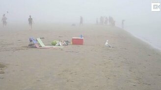 Дерзкий воришка на пляже - смотреть видео (0:36)