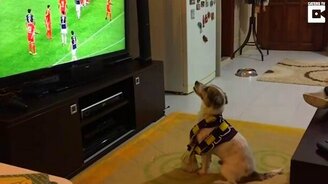 Собака-болельщица - смотреть видео (0:30)